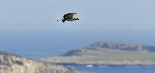 Observación de aves en Cabrera