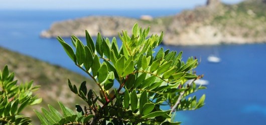 Cabrera, tu isla en primavera