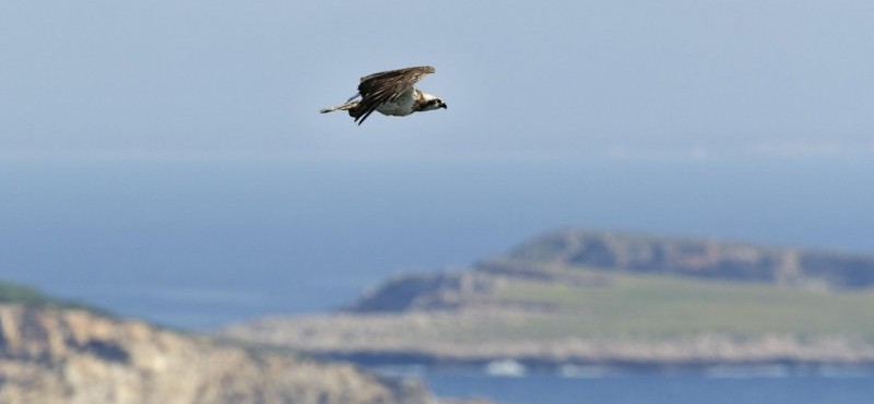 Observación de aves en Cabrera