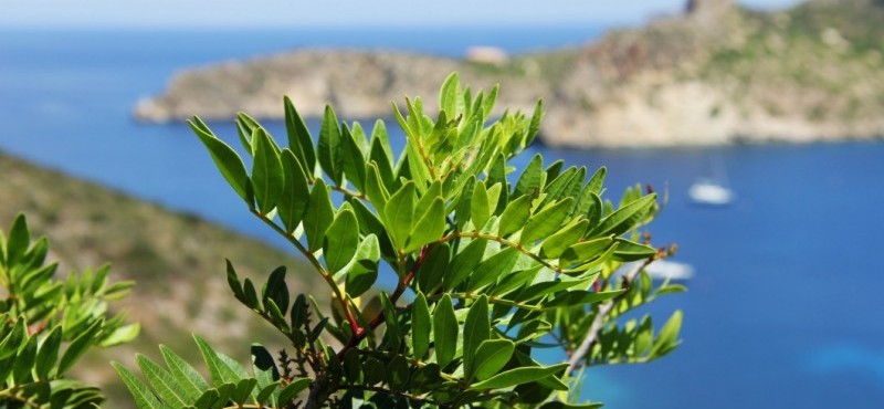 Cabrera, tu isla en primavera